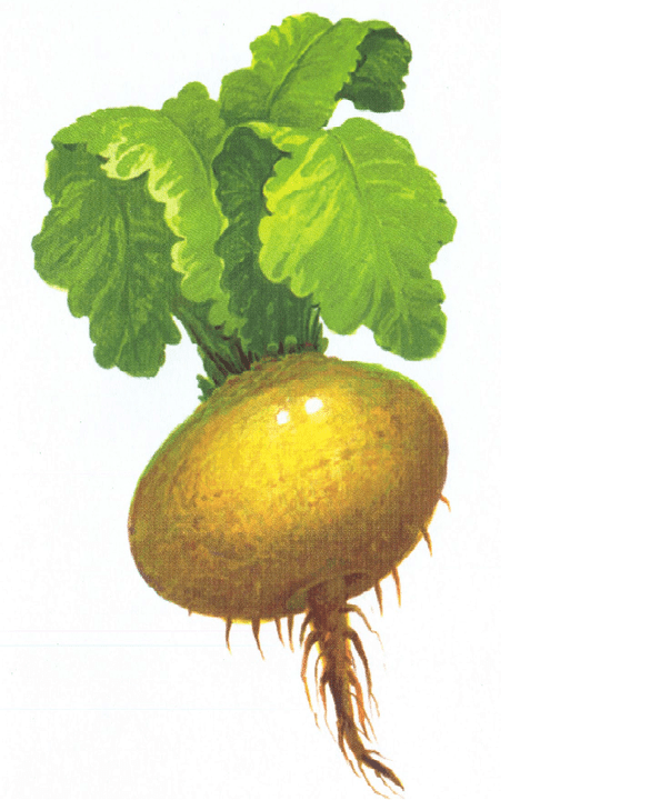Turnip to increase the potential