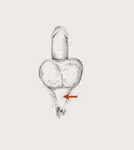 Potency muscles and their tension to increase potency