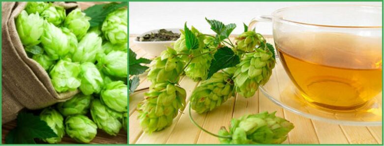 Decoction of hop cones after 50 for potency