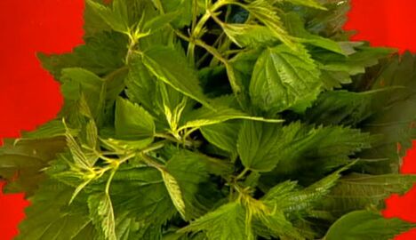 Nettle - a folk remedy to increase male strength